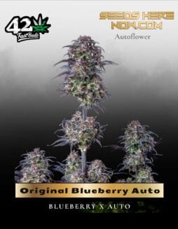 Original Blueberry Auto (Feminized) (space) Fast Buds