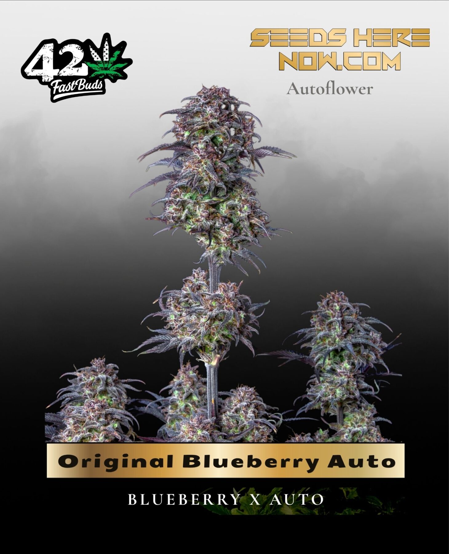 Original Blueberry Auto (Feminized) - Fast Buds