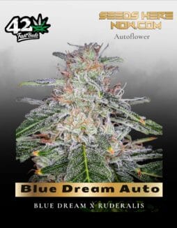 Blue Dream Auto (Feminized) (space) Fast Buds