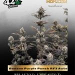 Banana Purple Punch RF3 Auto (Feminized) - Fast Buds