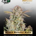 Bruce Banner Auto (Feminized) - Fast Buds