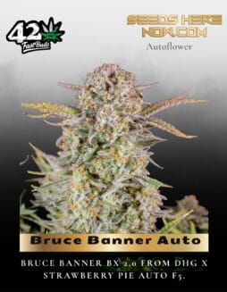 Bruce Banner Auto (Feminized) (space) Fast Buds