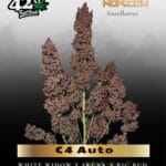 C4 Auto (Feminized) - Fast Buds