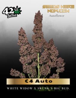 C4 Auto (Feminized) (space) Fast Buds
