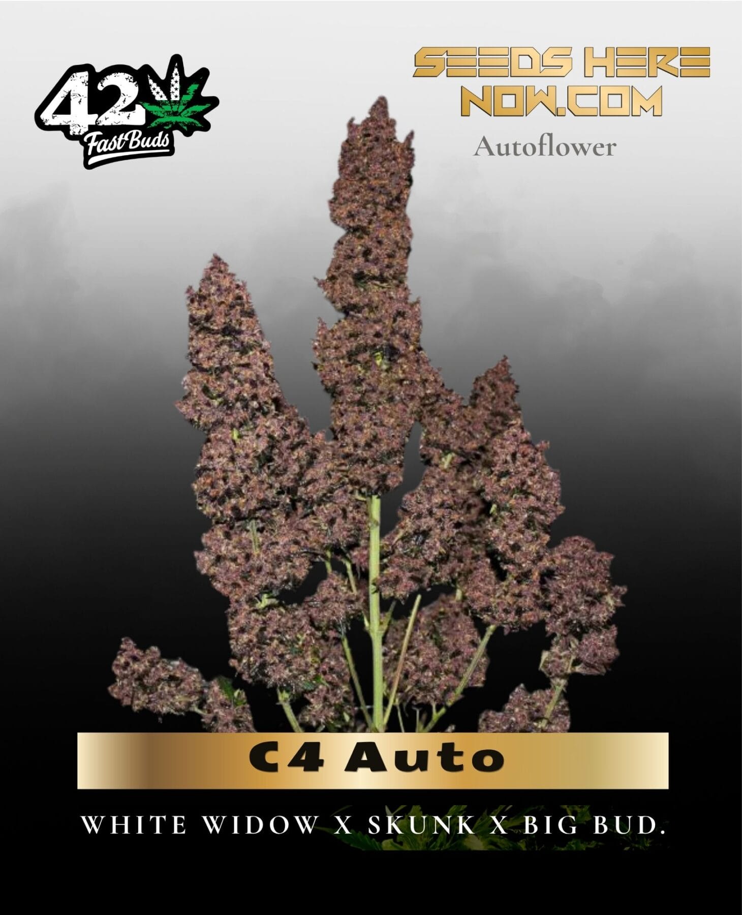 C4 Auto (Feminized) - Fast Buds