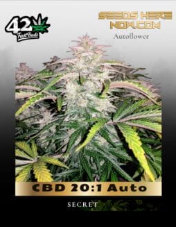 CBD 20:1 Auto (Feminized) (space) Fast Buds