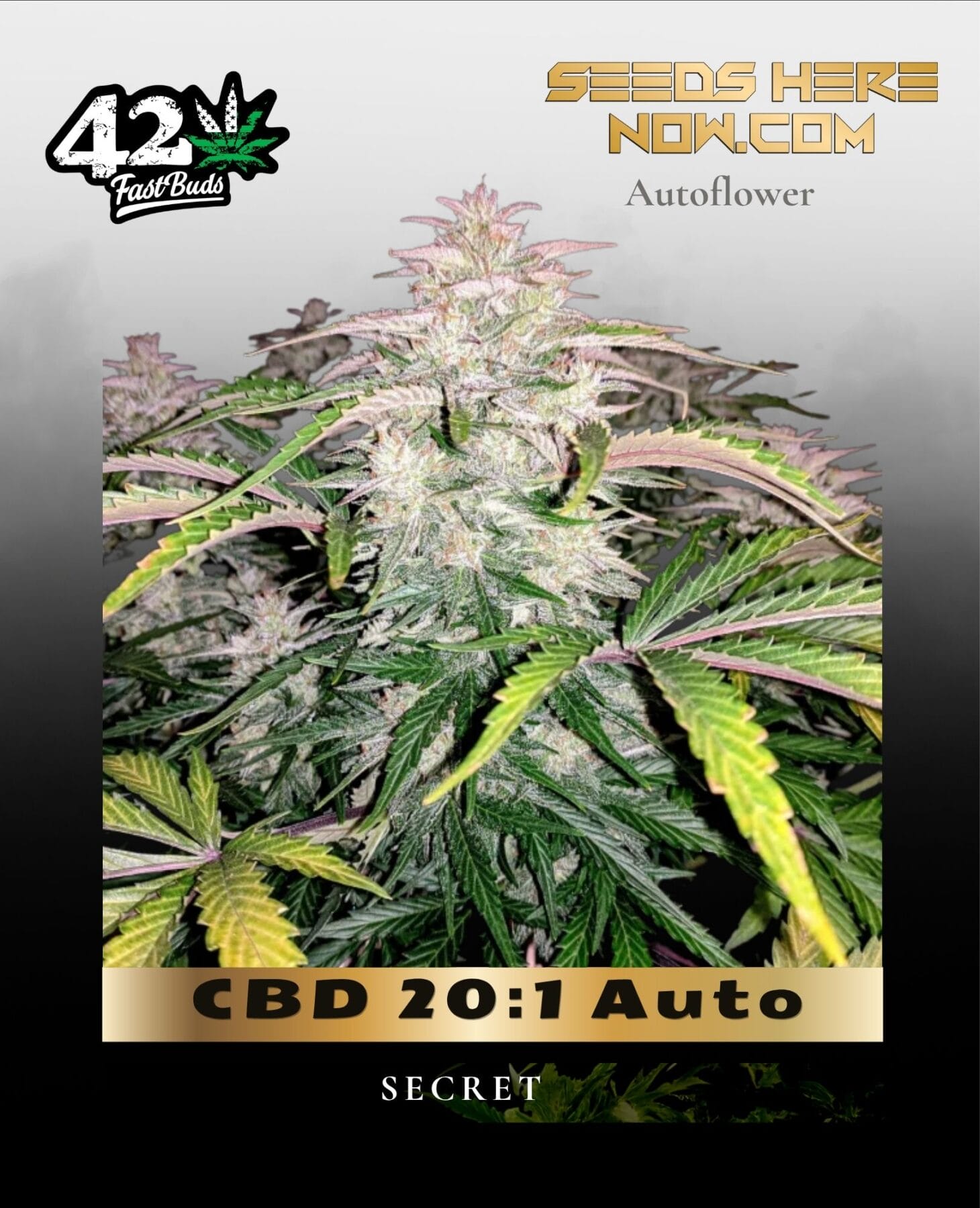 CBD 20:1 Auto (Feminized) - Fast Buds