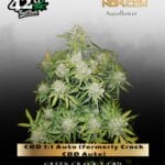 CBD 1:1 Auto (Feminized) (formerly Crack CBD Auto) - Fast Buds