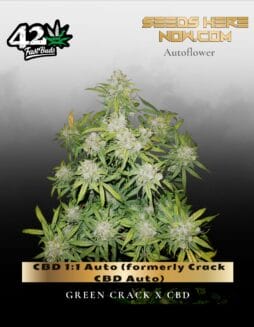 CBD 1:1 Auto (Feminized) (formerly Crack CBD Auto) (space) Fast Buds