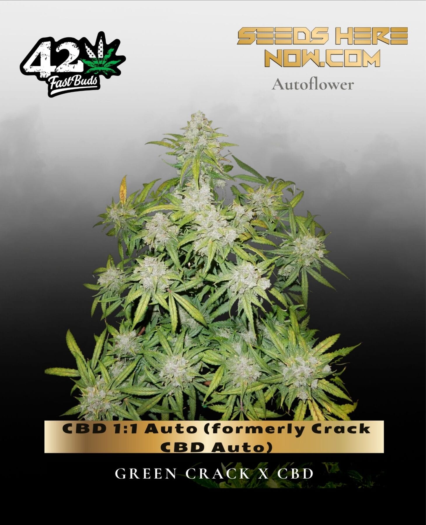 CBD 1:1 Auto (Feminized) (formerly Crack CBD Auto) - Fast Buds