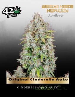 Original Cinderella Auto (Feminized) (space) Fast Buds
