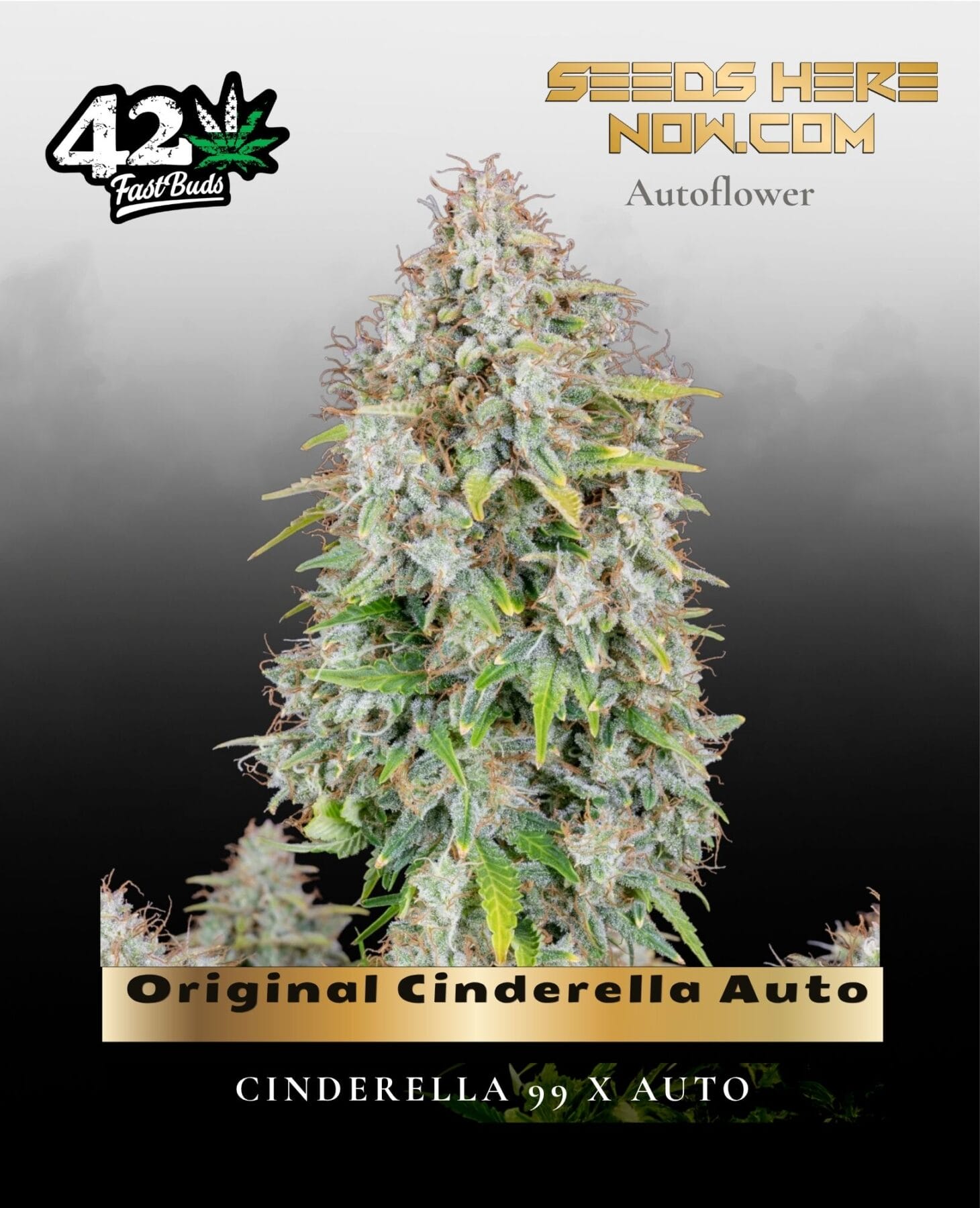 Original Cinderella Auto (Feminized) - Fast Buds