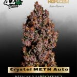 Crystal METH Auto (Feminized) - Fast Buds