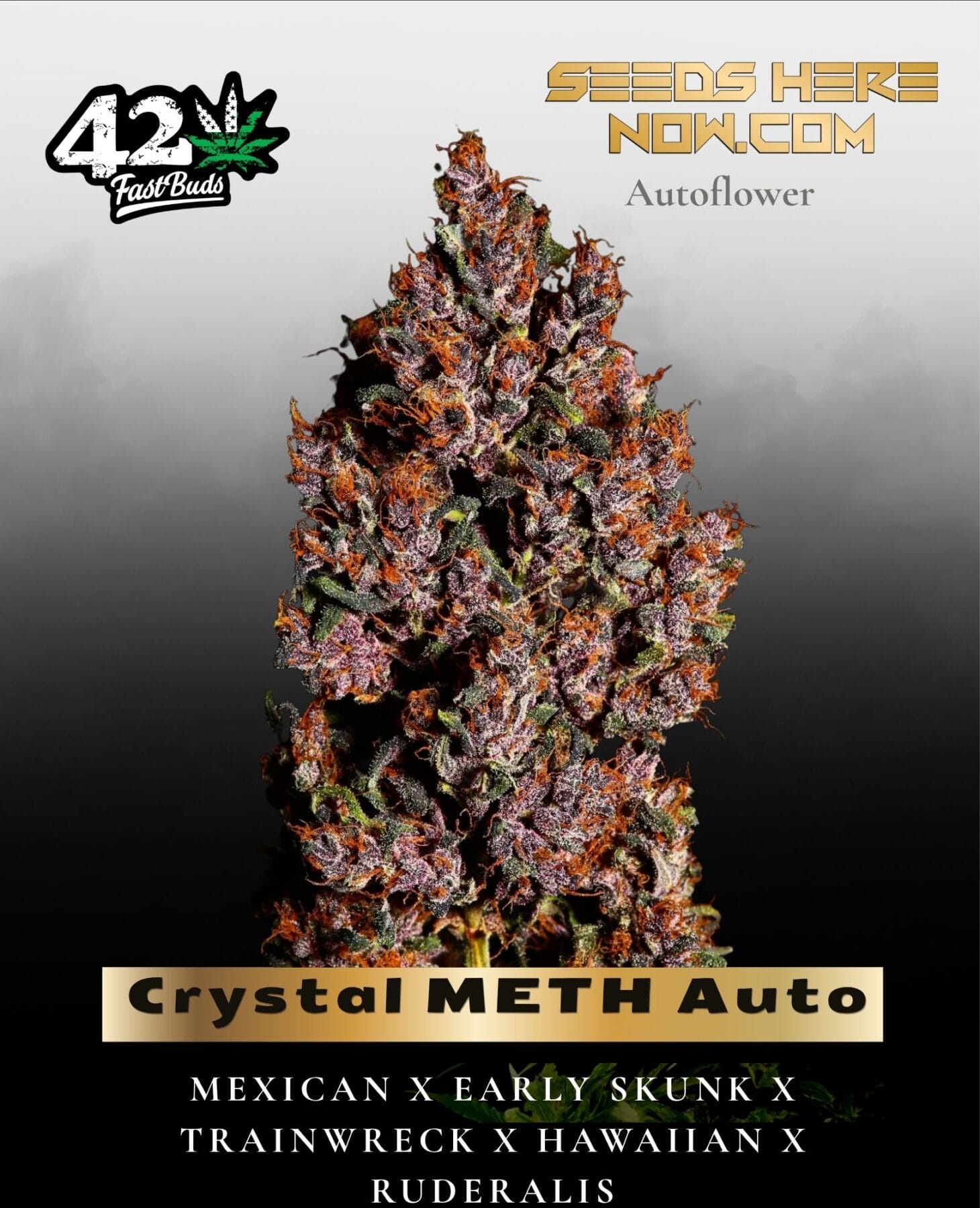 Crystal METH Auto (Feminized) - Fast Buds