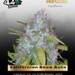 Californian Snow Auto (Feminized) - Fast Buds