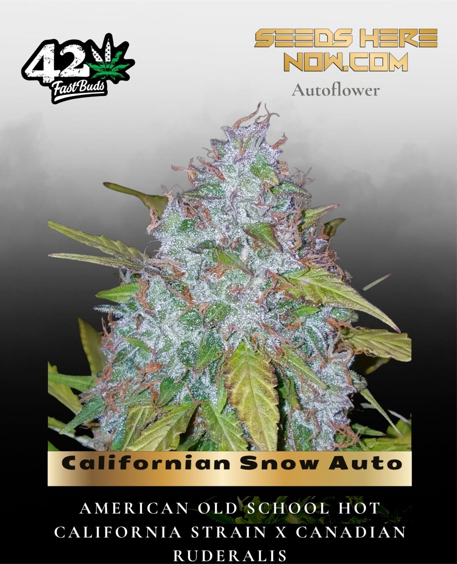Californian Snow Auto (Feminized) - Fast Buds