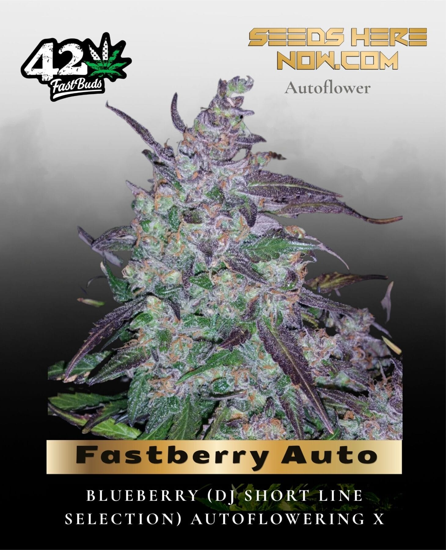 Fastberry Auto (Feminized) - Fast Buds