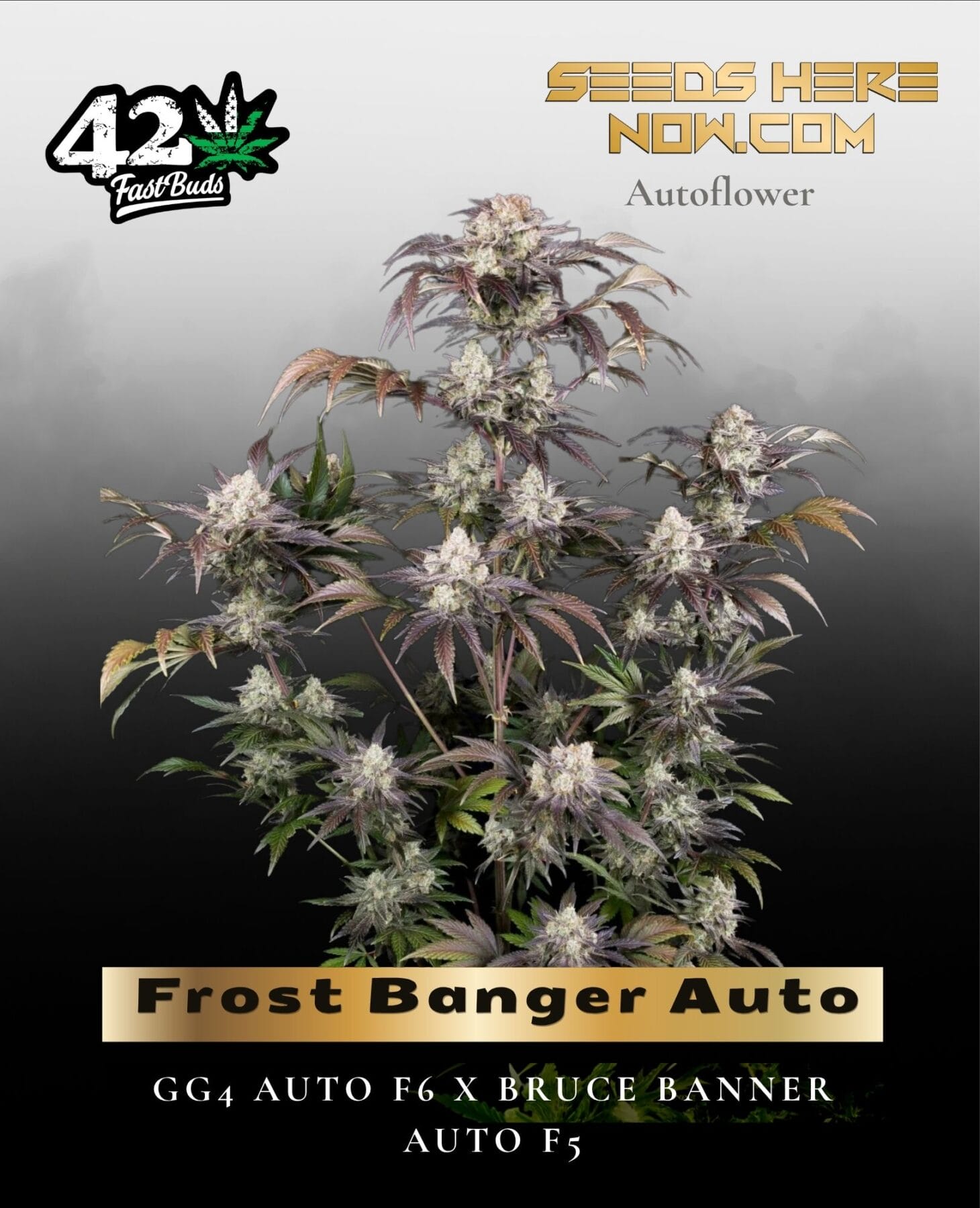 Frost Banger Auto (Feminized) - Fast Buds