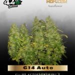 G14 Auto (Feminized) - Fast Buds