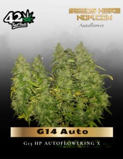 G14 Auto (Feminized) (space) Fast Buds