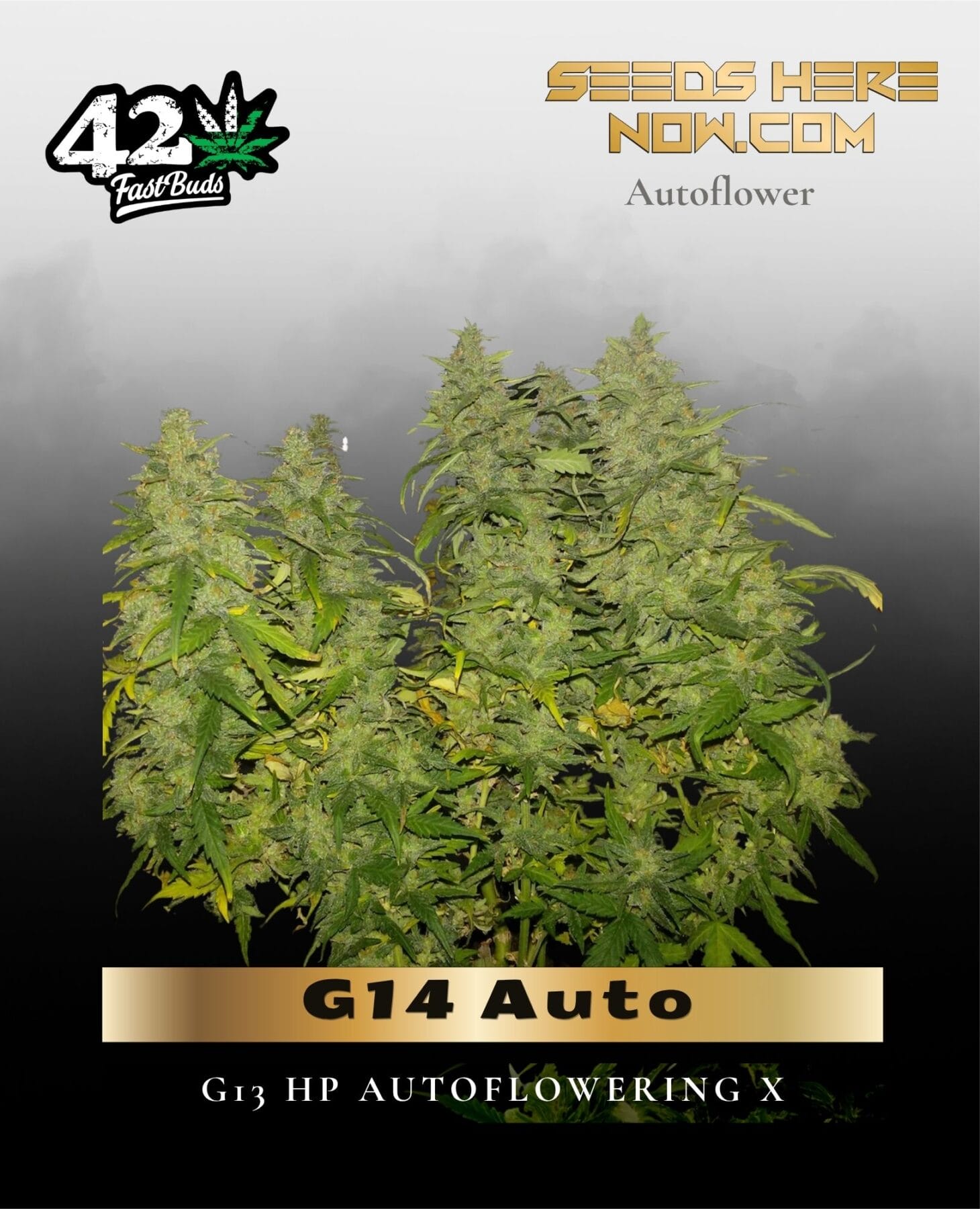 G14 Auto (Feminized) - Fast Buds
