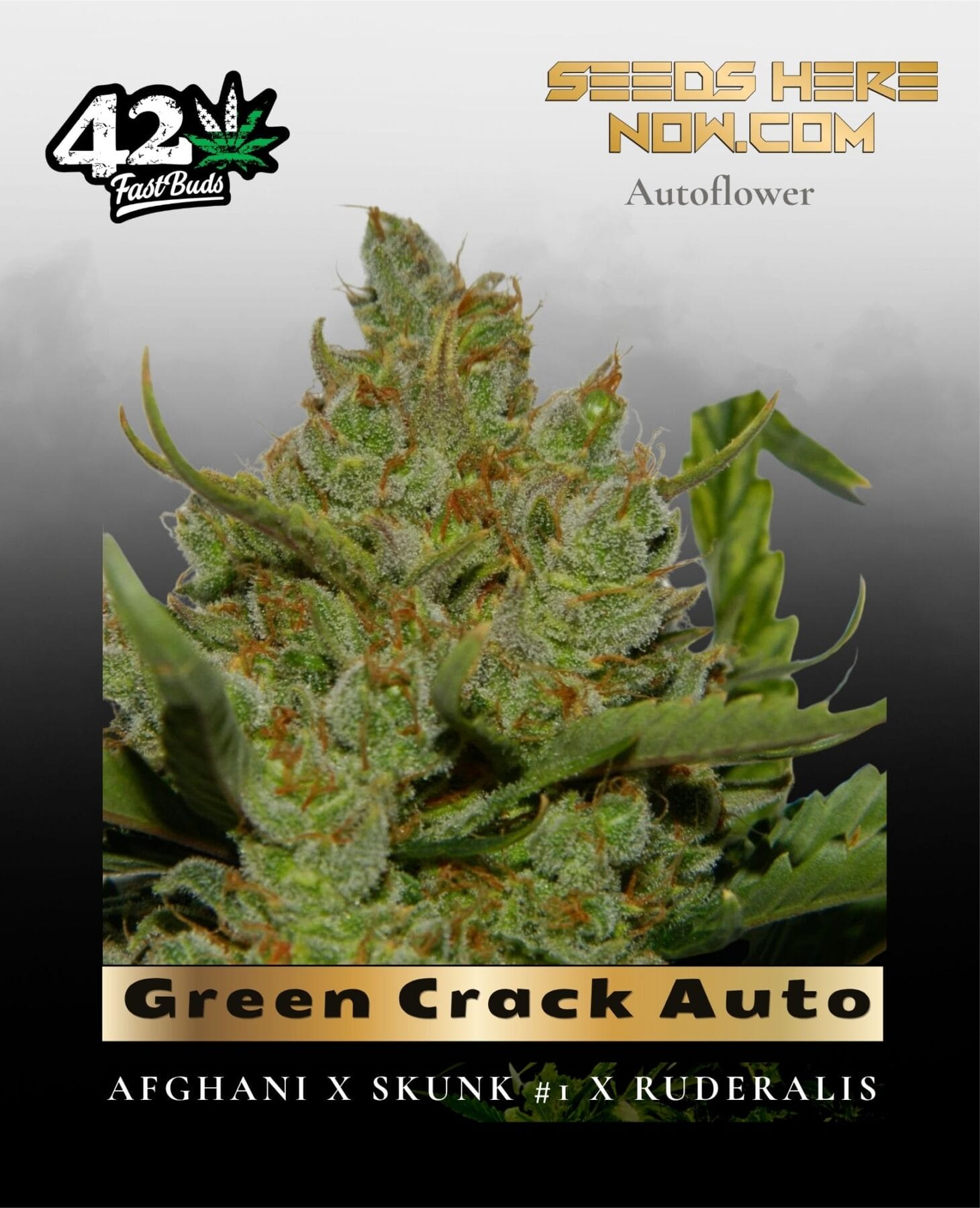 Green Crack Auto (Feminized) - Fast Buds