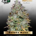 Gelato Auto (Feminized) - Fast Buds