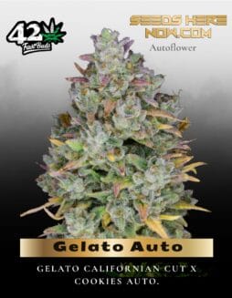 Gelato Auto (Feminized) (space) Fast Buds