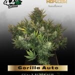 Gorilla Auto (Feminized) - Fast Buds