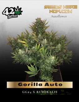 Gorilla Auto (Feminized) (space) Fast Buds