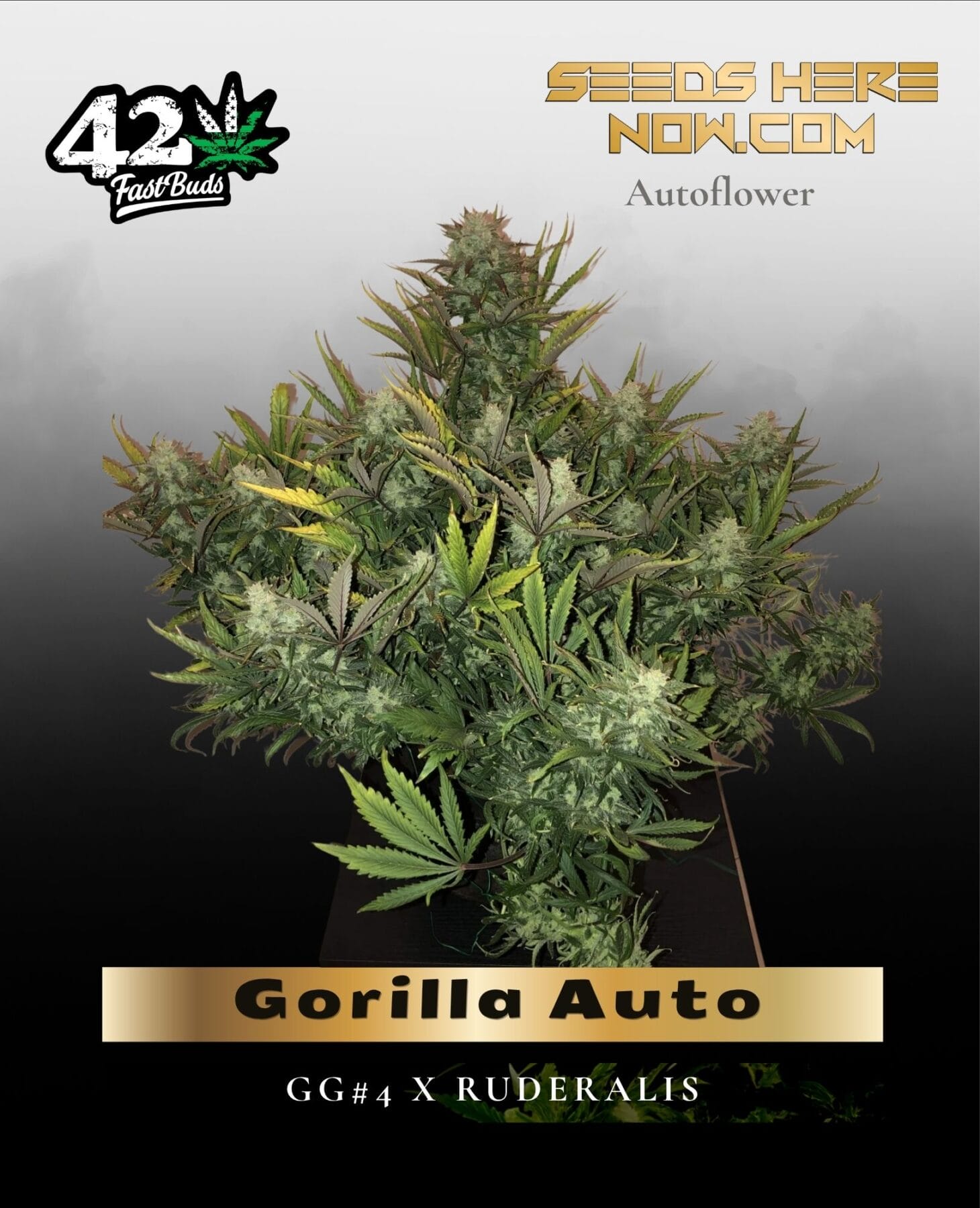 Gorilla Auto (Feminized) - Fast Buds