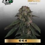 GG4 (Feminized) - Fast Buds