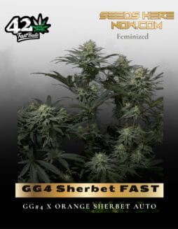 GG4 Sherbet FAST (Feminized) (space) Fast Buds