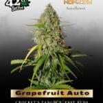 Grapefruit Auto (Feminized) - Fast Buds