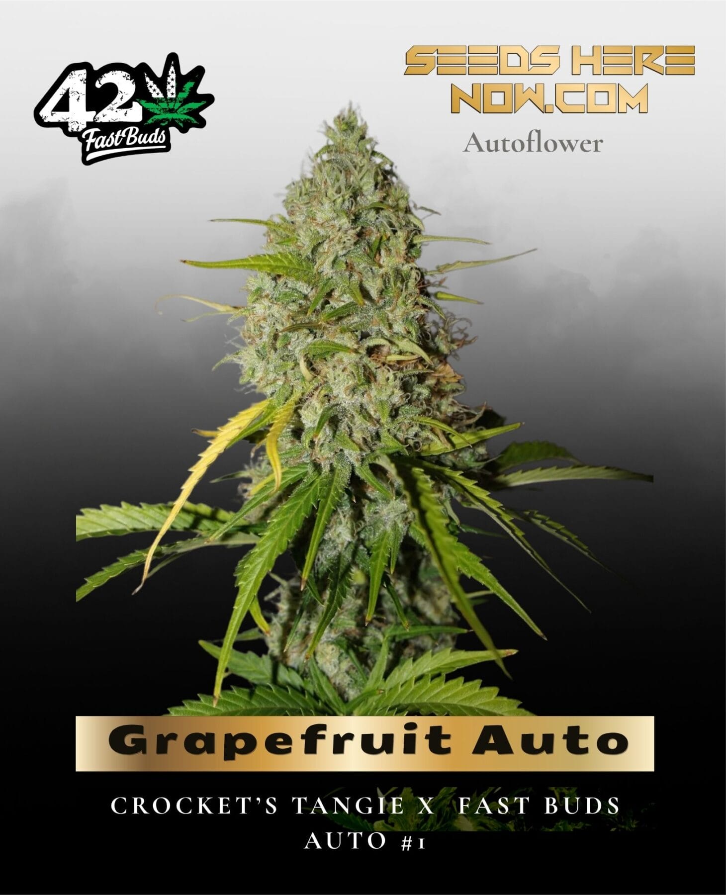 Grapefruit Auto (Feminized) - Fast Buds