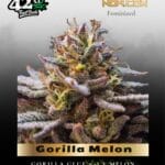 Gorilla Melon (Feminized) - Fast Buds