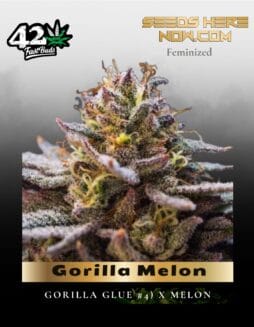 Gorilla Melon (Feminized) (space) Fast Buds