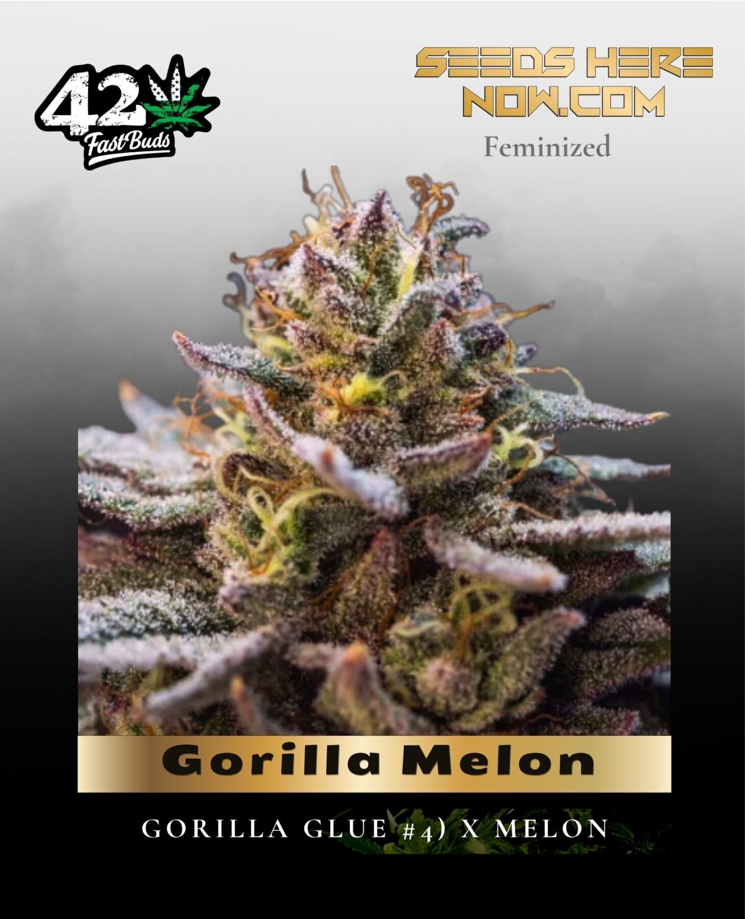 Gorilla Melon (Feminized) - Fast Buds