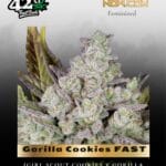 Gorilla Cookies FAST (Feminized) - Fast Buds