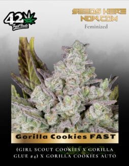Gorilla Cookies FAST (Feminized) (space) Fast Buds