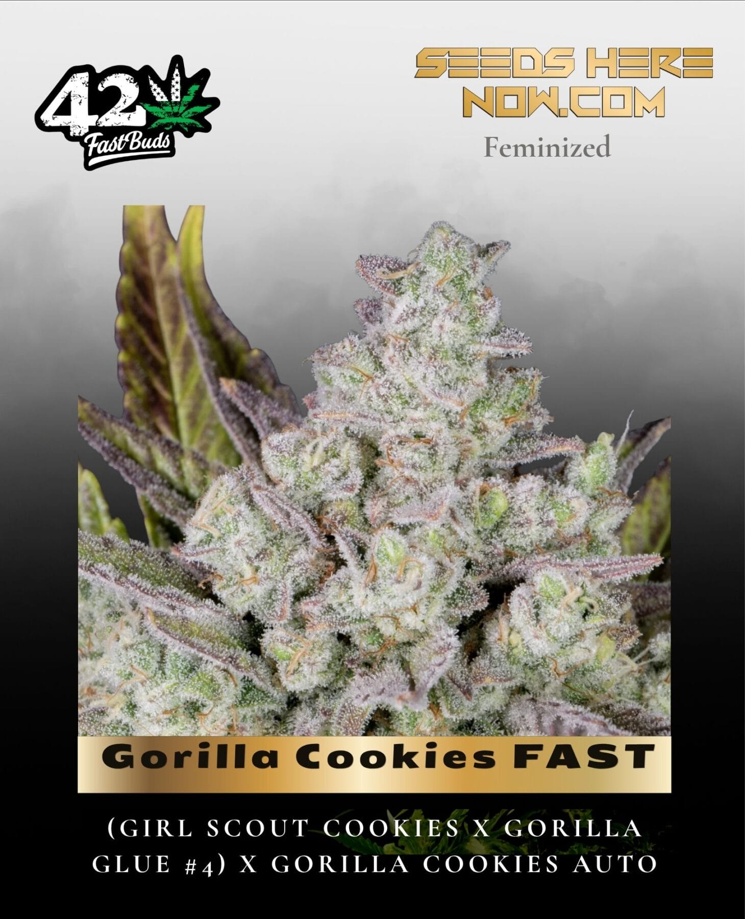 Gorilla Cookies FAST (Feminized) - Fast Buds