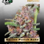 Gorilla Punch Auto (Feminized) - Fast Buds
