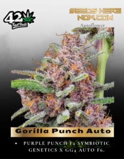 Gorilla Punch Auto (Feminized) (space) Fast Buds