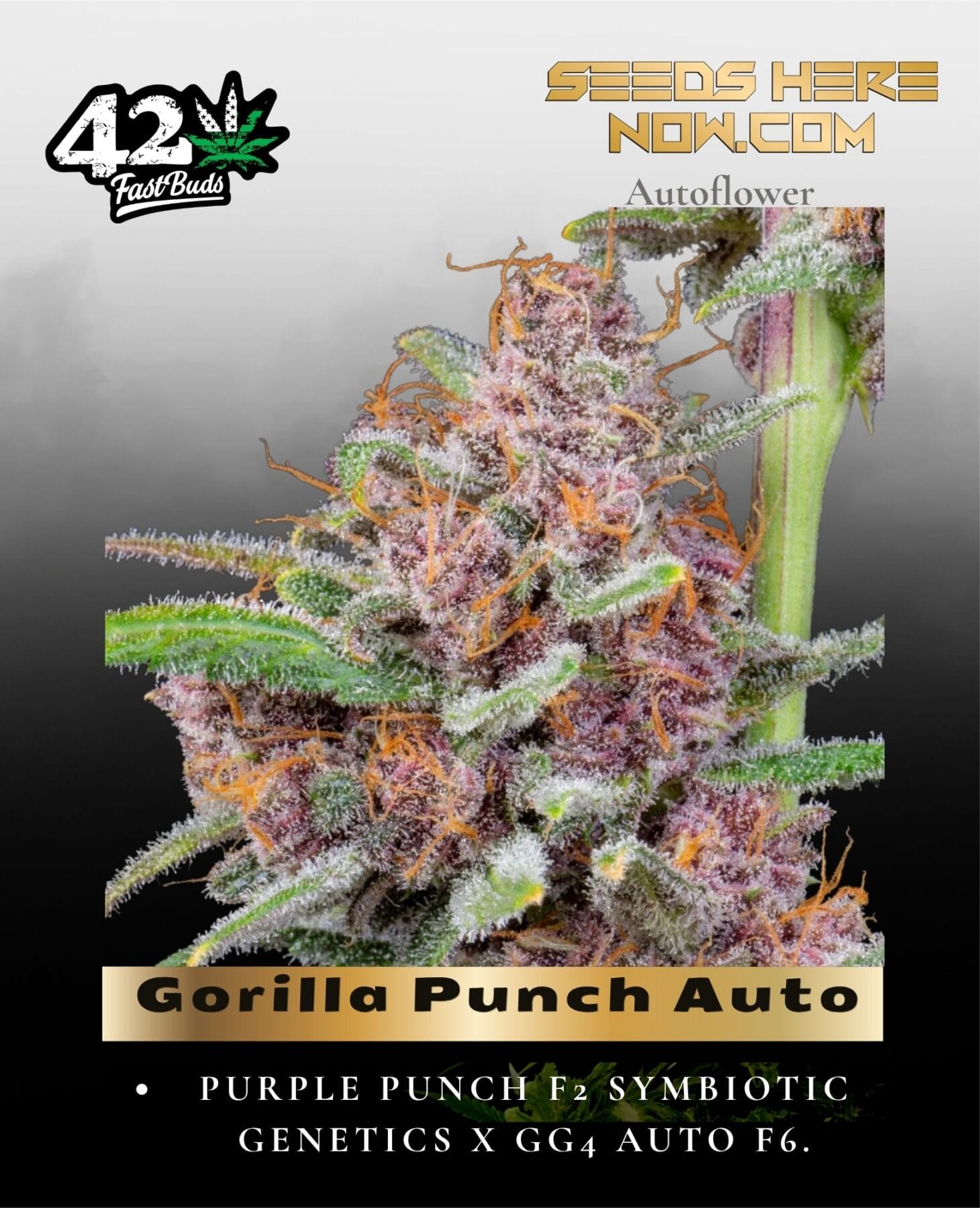 Gorilla Punch Auto (Feminized) - Fast Buds