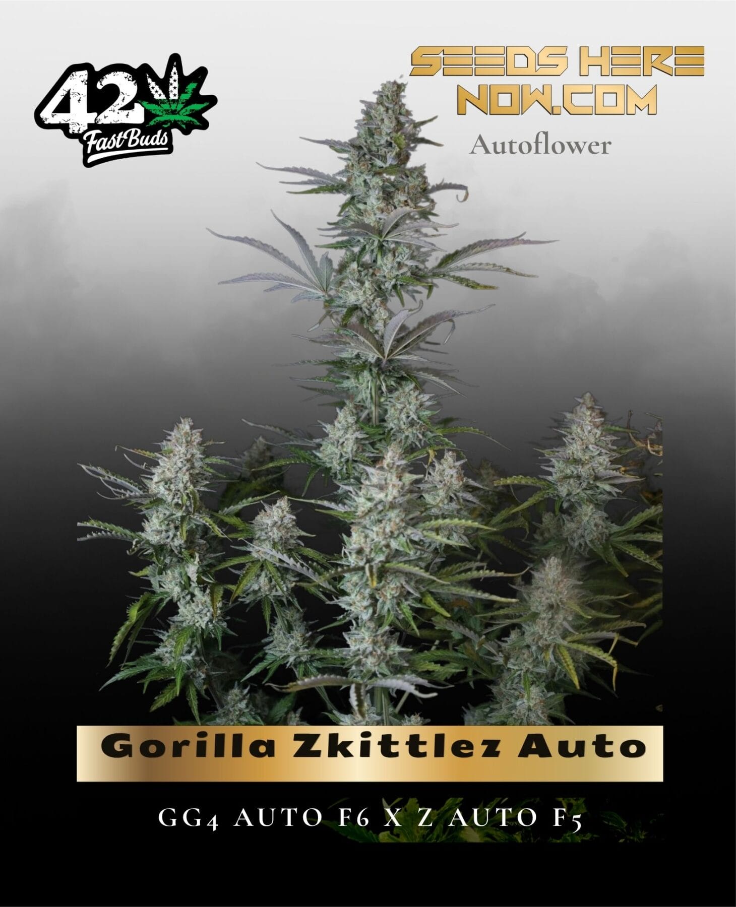 Gorilla Zkittlez Auto (Feminized) - Fast Buds