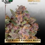 Girl Scout Cookies (aka Cookies) Auto (Feminized) - Fast Buds