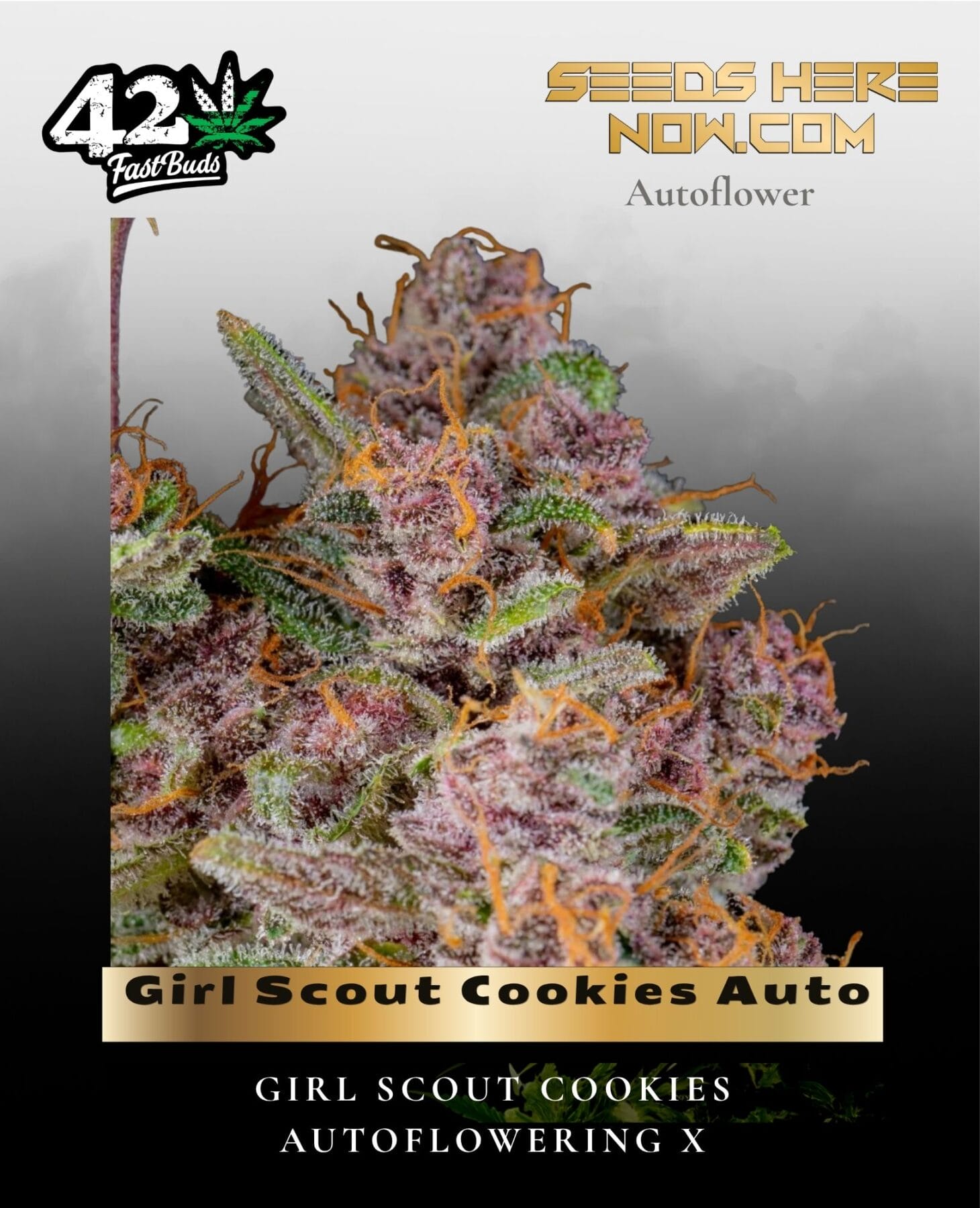 Girl Scout Cookies (aka Cookies) Auto (Feminized) - Fast Buds