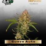 Guava Auto (Feminized) - Fast Buds
