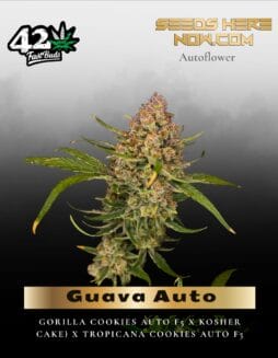 Guava Auto (Feminized) (space) Fast Buds