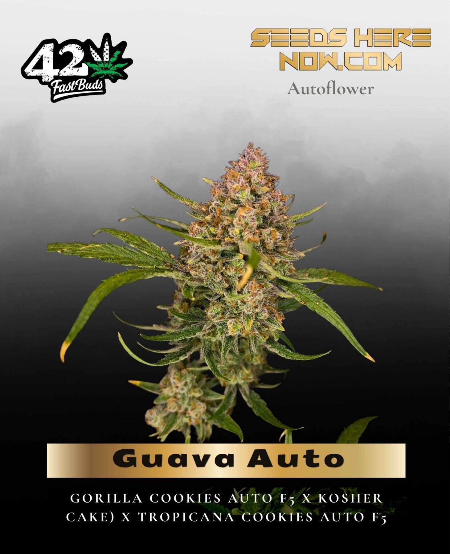 Guava Auto (Feminized) - Fast Buds